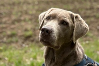 Tackernadeln in Würstchen auf Kaßberg versteckt: Hündin von Notarzt gerettet - Nachdem sie den lebensgefährlichen Köder verschluckt hatte, geht es Wilma wieder besser.