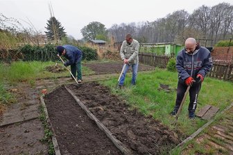 Tafelgärten: Helfer-Trio legt im "Waldfrieden" in Meerane los - Die Ein-Euro-Jobber sind seit Mitte April in der Kleingartenanlage zwischen Robert-Baum-Straße und Annapark in Meerane im Einsatz.