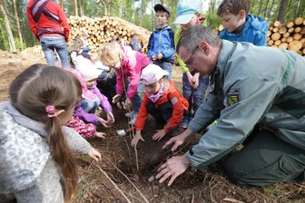 Tag des Baumes: Kinder pflanzen Esskastanien an zerstörter Waldfläche - Ullrich Göthel, Leiter des Forstreviers Grüna, mit den Kinder der Kita "Groß und Klein" beim Pflanzen von Kastanienbäumchen.