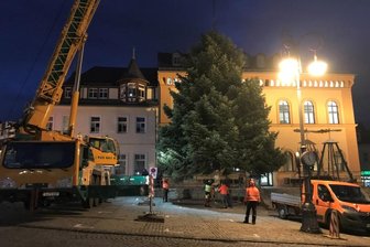 Tanne braucht lange bis vor das Rathaus -