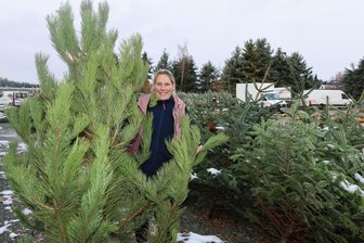 Tanne oder Kiefer gefällig: Wo die Westsachsen ihren Weihnachtsbaum kaufen - Die Kiefer – als Weihnachtsbaum lange belächelt – wird wieder nachgefragt, berichtet Yvonne Roder vom Charlottenhof Härtensdorf. Der Baumplatz nahe der Autobahnabfahrt Zwickau-Ost ist nicht nur Treffpunkt für alle, die ihren Weihnachtsbaum selbst schlagen möchten, sondern auch Umschlagplatz für Großabnehmer wie Kommunen.