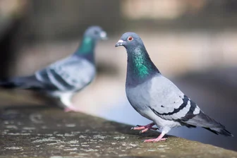 Tauben in Zwickau: Nicht wegschauen! - Zwei Tauben sitzen auf einer Mauer.