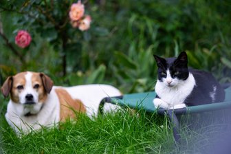 Taura plant drastische Erhöhung der Hundesteuer - Eine Katze liegt auf einer Liege, während im Hintergrund ein Hund auf dem Rasen liegt.
