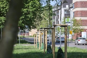 Tausende neue Bäume: Chemnitz baut grüne Lungen aus - Zuwachs für das Stadtgrün: Auch an der Augustusburger Straße wurden über hunderte Meter hinweg neue Bäume gepflanzt. 
