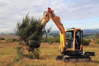 Technik entfernt Pflanzen-Konkurrenz - Die Firma Landschaftspflege Ehrentraut aus Rodewisch rückt im Naturschutzgebiet dem Besenginster mit Technik zu Leibe.