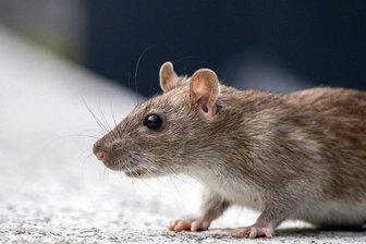 Teich in Zwickau-Neuplanitz wird für Ratten zum Schlaraffenland: „Die Leute übertreiben es mit dem Füttern“ -