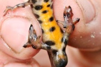 Teichmolch-Debakel: Landratsamt Mittelsachsen versagt beim Artenschutz vor der eigenen Tür - Der Bauch des Teichmolchs ist orange gemustert. 