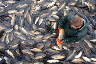 In Sachsen ist die Karpfenernte in vollem Gang, doch durch die Flut mussten Prognosen zurückgeschraubt werden.