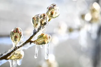 Temperatursturz in Sachsen: Gefährdet der Frost die Obsternte im Freistaat? - Eis bedeckt diese Birnenblüten auf einer Obstplantage nahe des Bodensees. Es entstand durch nächtliches Beregnen der Plantage. Unter dem Eis kann es nicht kälter als null Grad werden. In Sachsen spielt das Verfahren jedoch kaum eine Rolle. Grund: Es mangelt an Wasser.