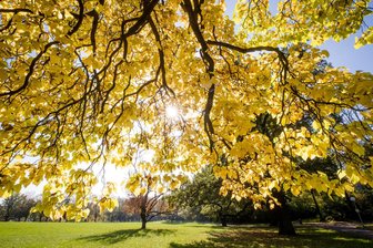 Temperatursturz in Sachsen: Kommt nach dem Schmuddelwetter der goldene Oktober? - Dürfen sich die Sachsen nun nach dem nass-kalten Wetter auf einen sonnigen Oktober freuen?
