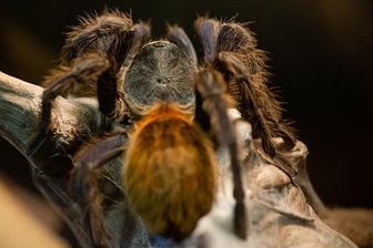 Terrarien-Börse in der Stadthalle - 