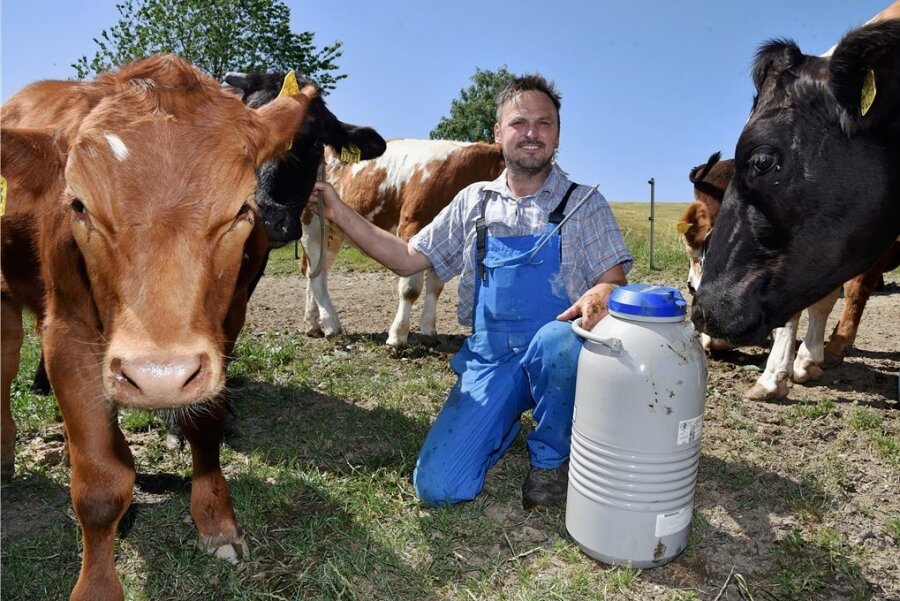 Teuerstes Rindfleisch der Welt: Vogtländer züchtet Edelrasse - Enrico Kürschner auf einer seiner Weideflächen mit seinen Wagyu-Rindern. 