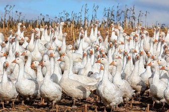 Teurer Braten: Darum kostet Gänsefleisch in der Werdauer Region so viel - Vor allem wegen gestiegener Futterpreise müssen Kunden besonders für Gänse spürbar tiefer in die Taschen greifen. Und Geflügelhalter müssen sich den Gegebenheiten am Markt stellen und neu kalkulieren.