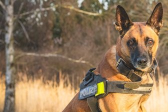 Teures Vergnügen: Was die Herrchen von Polizeihunden bezahlt bekommen - und was nicht - Einer von fünf: Die Chemnitzer Polizei hat zum Jahresende belgische Mailinois-Schäferhunde in Pension geschickt. Ihren Chef behalten sie aber trotzdem. Foto: PD Chemnitz