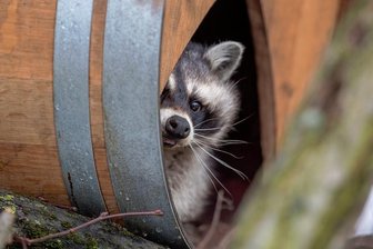Thumer Tiergarten öffnet endlich wieder seine Tore - Hält dieser Waschbär im Thumer Tierpark Ausschau nach Besuchern?
