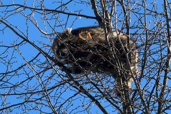 Thunfisch an den Baum geschmiert - Wie es mit dem Waschbären in der Vogtlandstadt weiterging - Ein Waschbär hat in Netzschkau für helle Aufregung gesorgt.