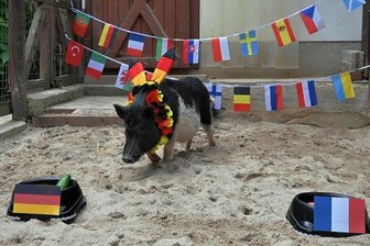 Tier-Orakel im Auer Zoo der Minis: Glücksschwein Rudi sieht deutsche Elf als Sieger - Schnurstracks ging Glücksschwein Rudi zum Napf mit der deutschen Nationalflagge. Ein gutes Omen?