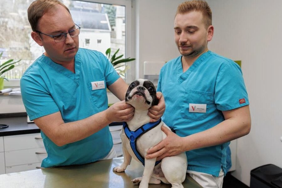 Tierärzte investieren zwei Millionen Euro in Praxiszentrum im Erzgebirge - Die Tierärzte Dr. Stanley Geisler (links) und Marcus Hoppe sind die Inhaber des Zentrums für Kleintiermedizin. Hier untersuchen sie die Französische Bulldogge Snoopy. 