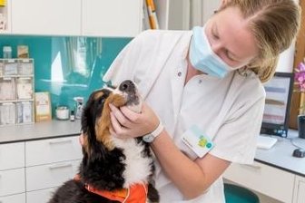 Tierärzte kämpfen gegen Antibiotika-Verbot - Tierärztin Sarah Krause mit Berner Sennenhündin Alva in der Tierklinik Marienberg, die die Petition unterstützt.