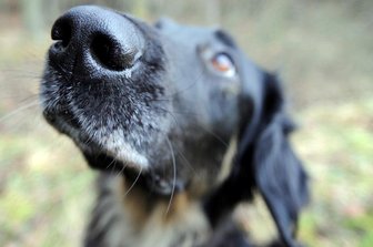 Tierarzt-Notdienst: Andere Praxis in Limbach-Oberfrohna - 