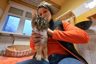 Tierasyl Chemnitz: Kein Fördergeld für Katzen in Not? - Vereinsvorsitzende Denise Putsche kümmert sich beinahe täglich um die vierbeinigen Bewohner des Tierasyls. Seit 2007 werden in der Johannes-Dick-Straße Katzen und Kleintiere vom Verein Tiere in Not Chemnitz e.V. betreut.