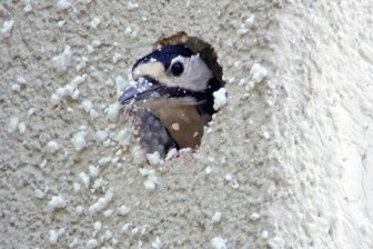 Ein Buntspecht bei seiner Arbeit an einer Häuserfassade.