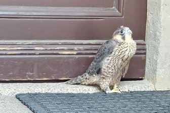 Tierdrama in Zwickau: Jungfalke wird Opfer eines Angriffs – und Held einer rührenden Rettung - Flehende Blicke zum Muttervogel: Der junge Wanderfalke an der Tür zur Galerie am Domhof.