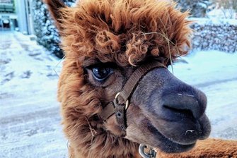 Tiere bringen Glück und mindern Stress - Alpakas sind durch ihr ruhiges Wesen ideale Therapietiere. Foto: Simone Esper