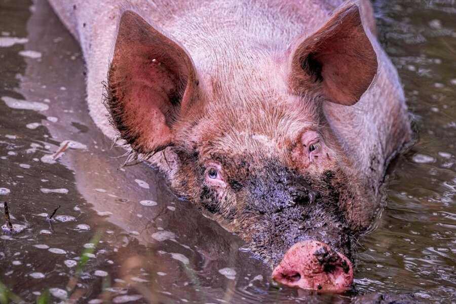 "Tiere leiden in allen Haltungsformen" - Schwein gehabt: Dieses Tier wurde aus einer Zuchtanlage gerettet und lebt nun auf einem spendenfinanzierten Hof.
