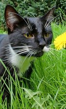Katze