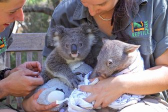Tierfreundschaft in Australien: Koala- und Wombat-Baby unzertrennlich - Die Freundschaft zwischen einem Koala- (links) und einem Wombat-Baby begeistert die Gäste im Tierpark.