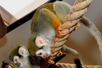 Tiergarten Falkenstein: Eine Art stirbt aus, niedlicher Nachwuchs kommt an - Solche Totenkopf-Affen gibt es in Falkenstein nicht mehr.