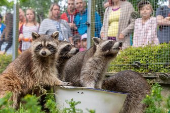 Tiergarten Falkenstein hebt Eintrittspreise zum 1. Dezember an - Wer die Bewohner des Tiergartens Falkenstein ab Dezember besuchen möchte, muss für den Eintritt tiefer in die Tasche greifen. Mit Einführung der neuen digitalen Kasse steigen die Preise.