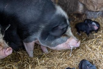 Tiergarten Falkenstein: Neuer Turm und kleine Schweine - Die Hängebauchschweine mit einigen ihrer kleinsten Ferkel: Der zweite Wurf erblickte am Sonntag das Licht der Welt. Die älteren Halbgeschwister wurden vor neun Wochen geboren, der größte Teil von ihnen ist bereits abgegeben worden.