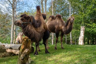 Tiergartenfest am Freitag in Falkenstein fällt aus - Die Trampeltiere gehören zu den Stars im Tiergarten Falkenstein.