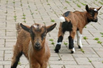 Tiergehege: Crimmitschau will Attraktivität steigern - Die Jüngsten bei den Zwergziegen sind drei Wochen alt.