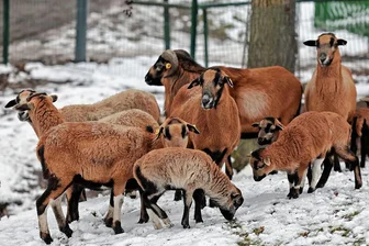 Tiergehege in Glauchau: Bei Schafen gibt es niedlichen Nachwuchs - Sie gehören zu den Stars im Tiergehege in Glauchau: Die Baby-Schafe, die zu den ersten Erkundungstouren starten. Bei den Kamerun-Schafen (Foto) gibt es sechs Jungtiere. Dazu kommen drei Tier-Babys bei den Skudde-Schafen. "Bei den Kamerunschafen sind die Jungen zwischen vier und sechs Wochen alt. Bei den Skudde-Schafen rund drei Wochen", sagt Günter Weise vom Haus- und Nutztierverein, der das Tiergehege betreibt. Die Baby-Schafe werden bisher fast ausschließlich mit Muttermilch versorgt. Ein Teil lässt sich bereits etwas Heu schmecken. Das Tiergehege im Carolapark erfreut sich vor allem bei Familien mit Kindern großer Beliebtheit. Sie auch Meerschweinchen, Esel und Ponys sehen. Der Besuch lässt sich mit einem Abstecher auf den Spielplatz an der Lungwitzer Straße und Wanderungen zum Bismarckturm oder in das Naturschutzgebiet kombinieren.hof Foto: Andreas Kretschel