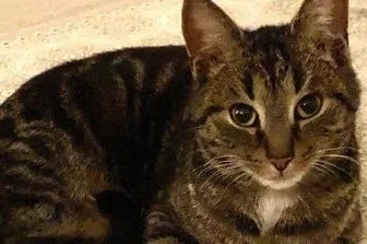Tierhalter suchen ihren Kater - Gesucht: Kater Findus.