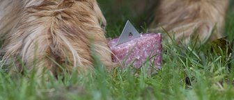 Tierhasser ködern Vierbeiner mit tödlichem Futter -