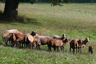 Tierhasser töten vier Schafe -