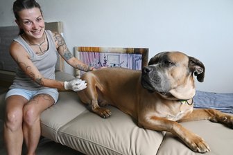 Tierheilpraktikerin aus Zwickau bietet Therapie mit Blutegeln an – wie funktioniert das? - Lind Kind, Tierheilpraktikerin aus Zwickau, setzt einen Blutegel bei ihrem Hund Lord Tank an.