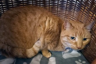 Tierheim bitte um Hilfe: Katze Sharin aus Rochlitz ist weg - Katze Sharin ist ihren neuen Besitzern in Rochlitz entlaufen.