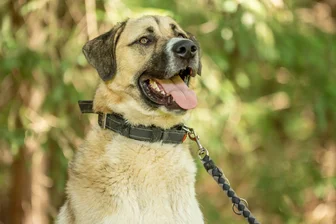 Tierheim im Erzgebirge: Das harte Schicksal von Talos & Co. - Kangal-Mix Talos, der ausgesetzt worden war, wird im Annaberg-Buchholzer Tierheim „Neu-Amerika“ betreut.