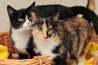 Tierheim in Stollberg: Kosten enorm gestiegen - Das Tierheim "Waldfrieden" übernimmt für die Kommunen des Altkreises die Aufnahme und Versorgung von Fundtieren. Auch die Geschwisterkatzen Lotte und Emma wurden hier einst abgegeben.