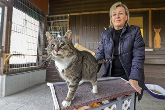 Tierheim Langenberg: Kann Kater Alfred ohne Zahnweh Weihnachten feiern? - Als Kater Alfred im Tierheim Langenberg aufgenommen wurde, war er krank. Brauereichefin Astrid Peiker-Holzmüller hat jetzt 1000 Euro gespendet. Nur dank solcher Zuwendungen kann Tieren wie Alfred geholfen werden.