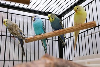 Tierheim Langenberg: Neues Zuhause für Wellensittiche gesucht - Das Tierheim Langenberg sucht ein neues Zuhause für vier junge Wellensittiche.
