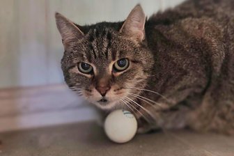 Tierheim Leisnig: Kater Bob in neuem Zuhause - Kater Bob lebt jetzt in einem neuen und liebevollen Zuhause.