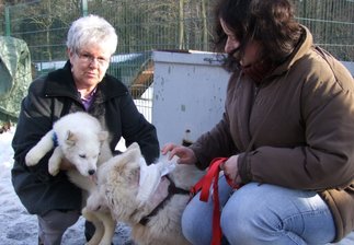 Polarhunde