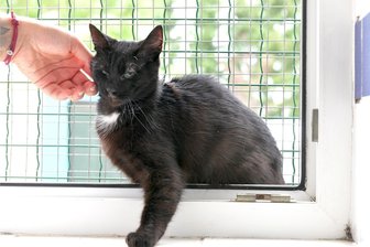 Tierheim oder Tierpension? Urlaubslösungen für Haustiere in Mittelsachsen - Im Tierheim „Albert Schweizer“ in Freiberg wohnen momentan sieben Katzen. Wenn Platz ist, dürfen auch vierbeinige Pensionsgäste hier die Urlaubszeit überbrücken.