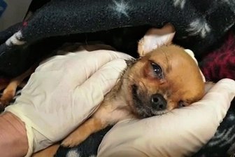 Tierheim Plauen nimmt 46 kleine Chihuahuas in Obhut: fünf Welpen an Durchfall gestorben - Einer der 46 Chihuahua-Welpen.